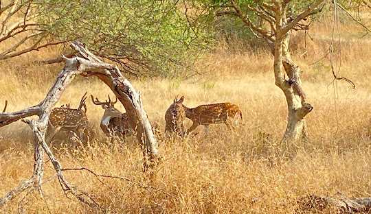 
									Ambardi Safari Park 